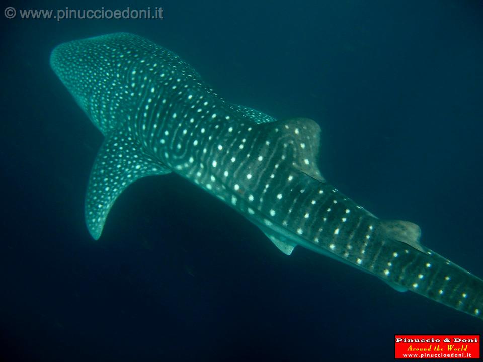 Djibouti - Whale Shark - 05.jpg